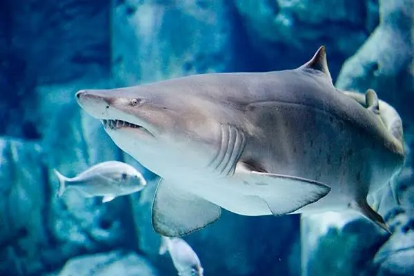 Acuario de Gijón