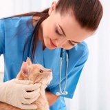 Curso online de ayudante técnico veterinario con certificación